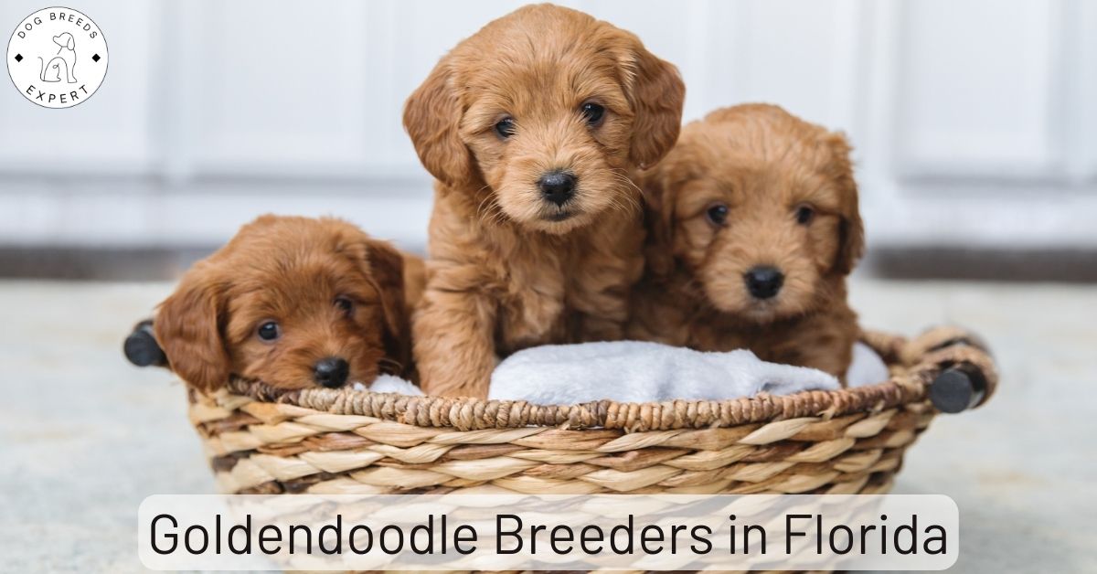 Goldendoodle Breeders in Florida List of 5 Local Breeders