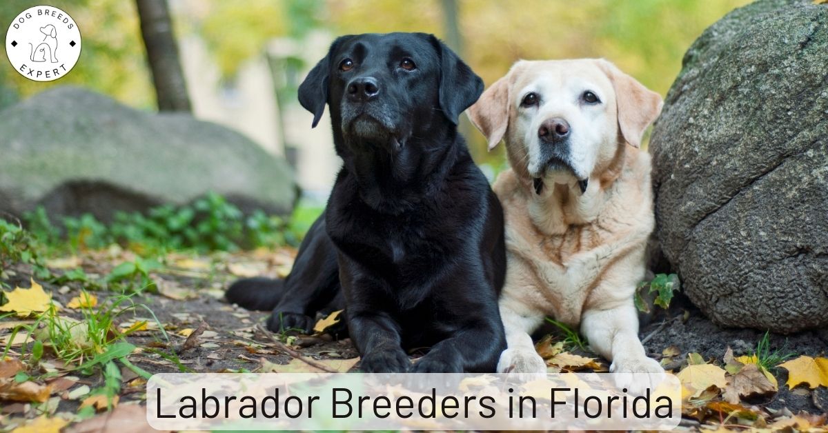 Labrador Breeders in Florida List of 8 Local Breeders