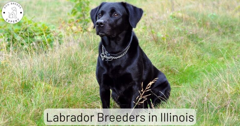 7 Best Labrador Retriever Breeders in the USA (2024)