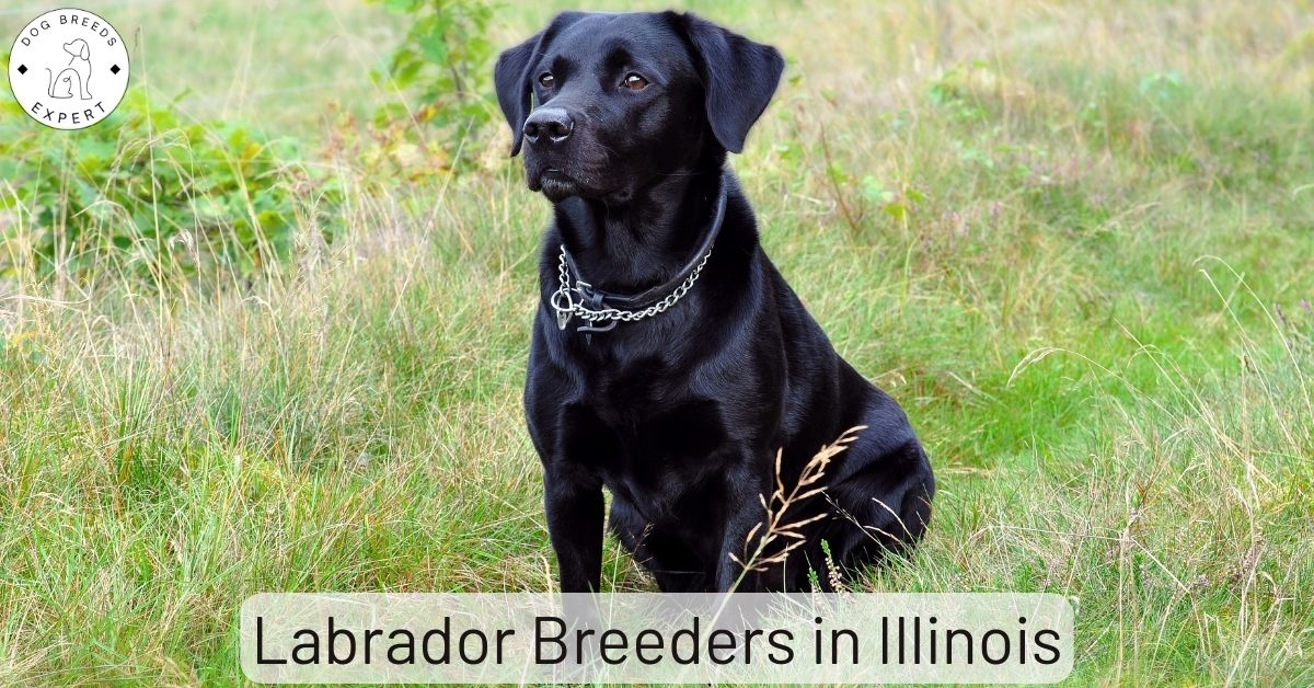 Labrador Breeders in Illinois List of 5 Local Breeders