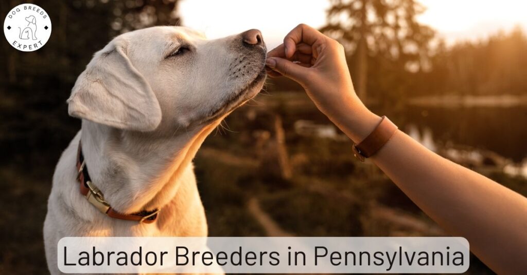 Labrador Breeders in Pennsylvania