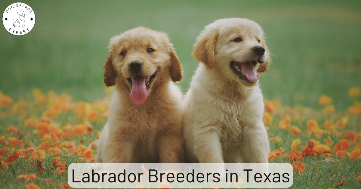 Labrador Breeders in Texas List of 5 Local Breeders