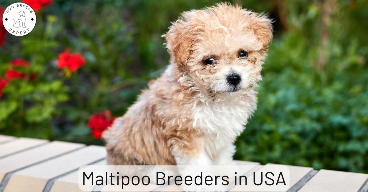 Maltipoo Breeders in USA | List of 5 Local Breeders