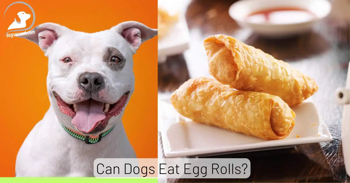 Can Dogs Eat Egg Rolls? Potential Health Risks