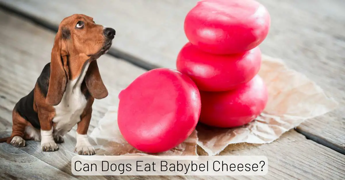 Can Dogs Eat Babybel Cheese? Health Risks & Safe Serving Ideas
