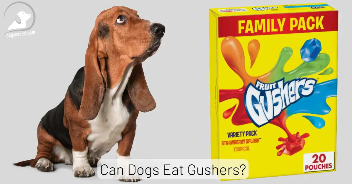 Can Dogs Eat Gushers? Negative Effects & Risks (Explained)
