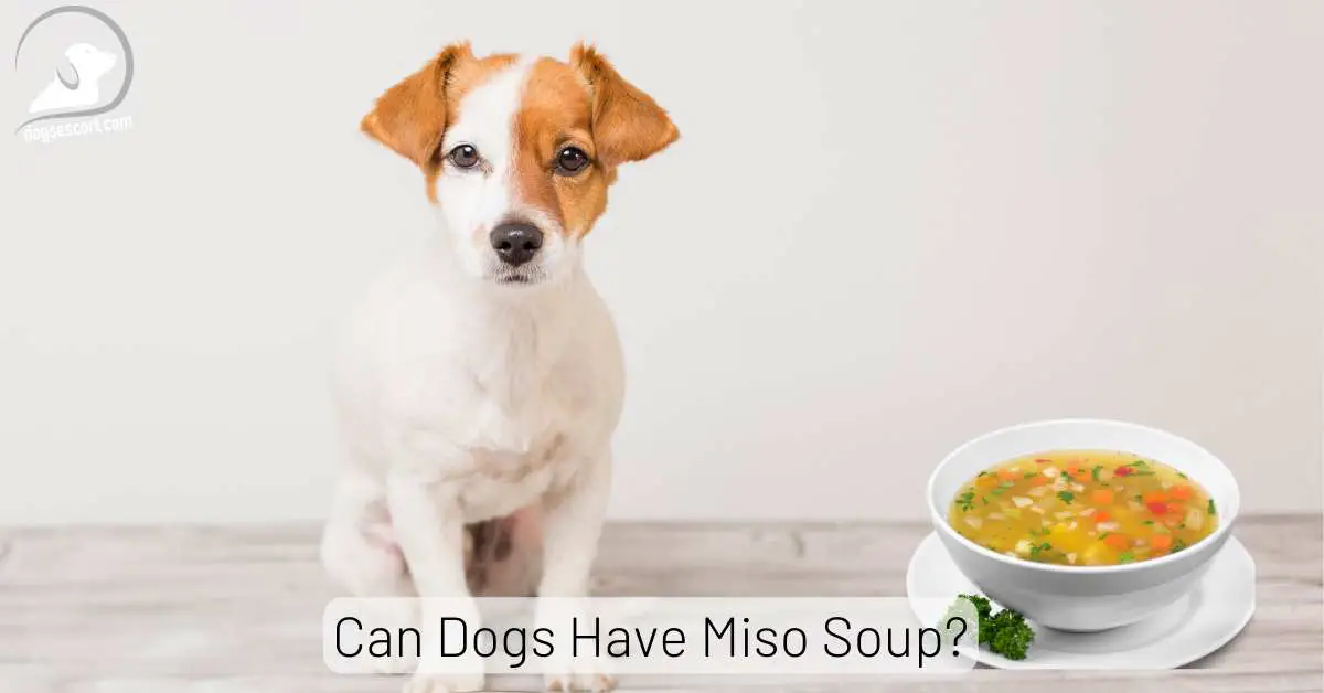 Can Dogs Have Miso Soup