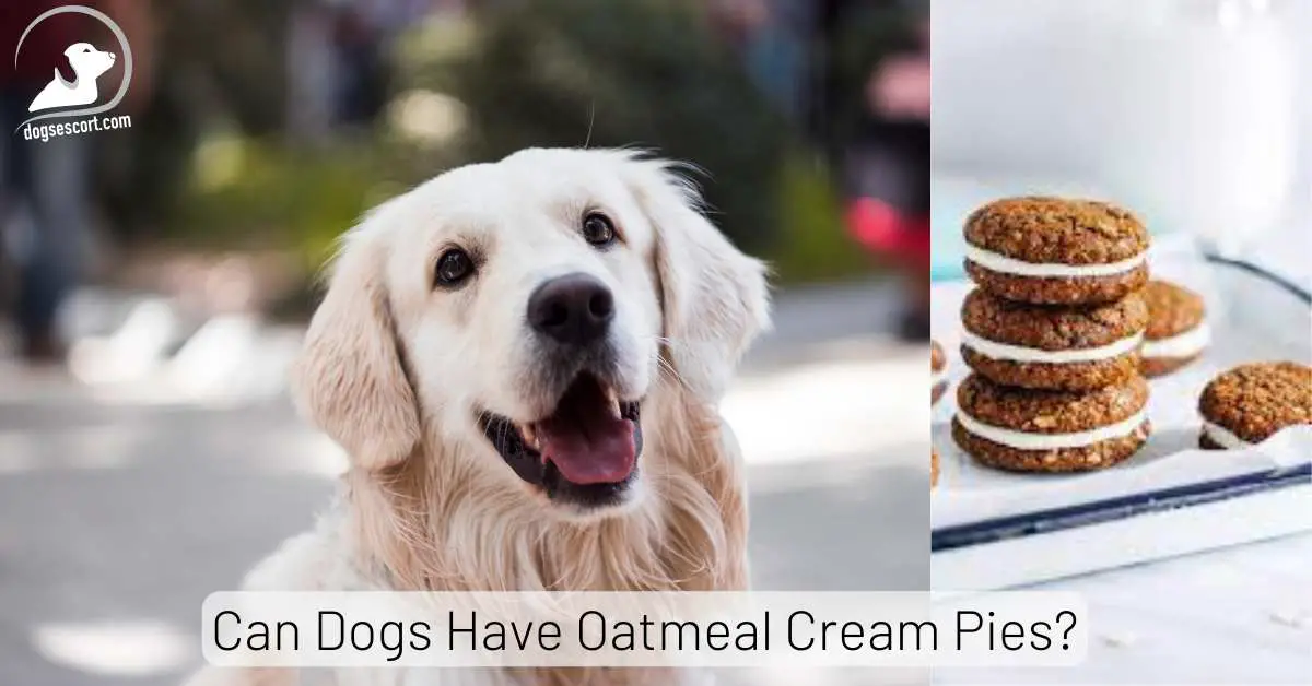 Can Dogs Have Oatmeal Cream Pies