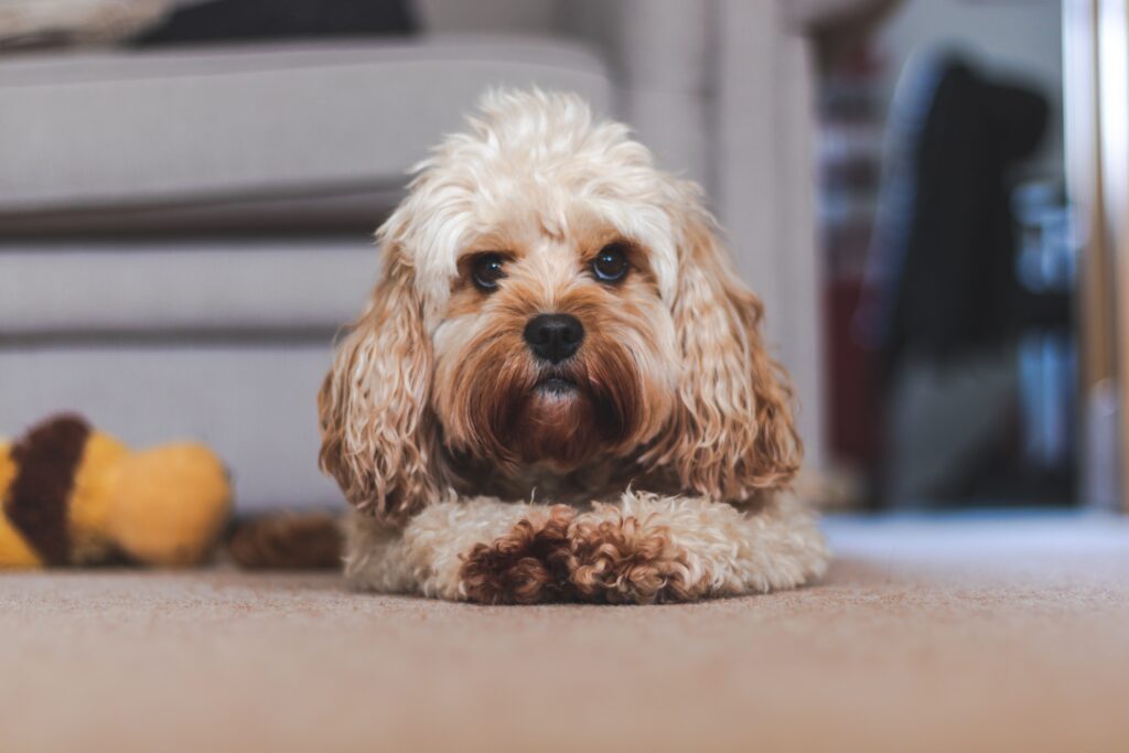 Beautiful Cavapoo puppy in Indiana