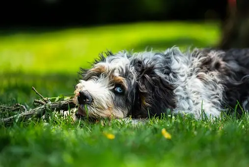 Adorable Bernedoodle dog in Massachusetts