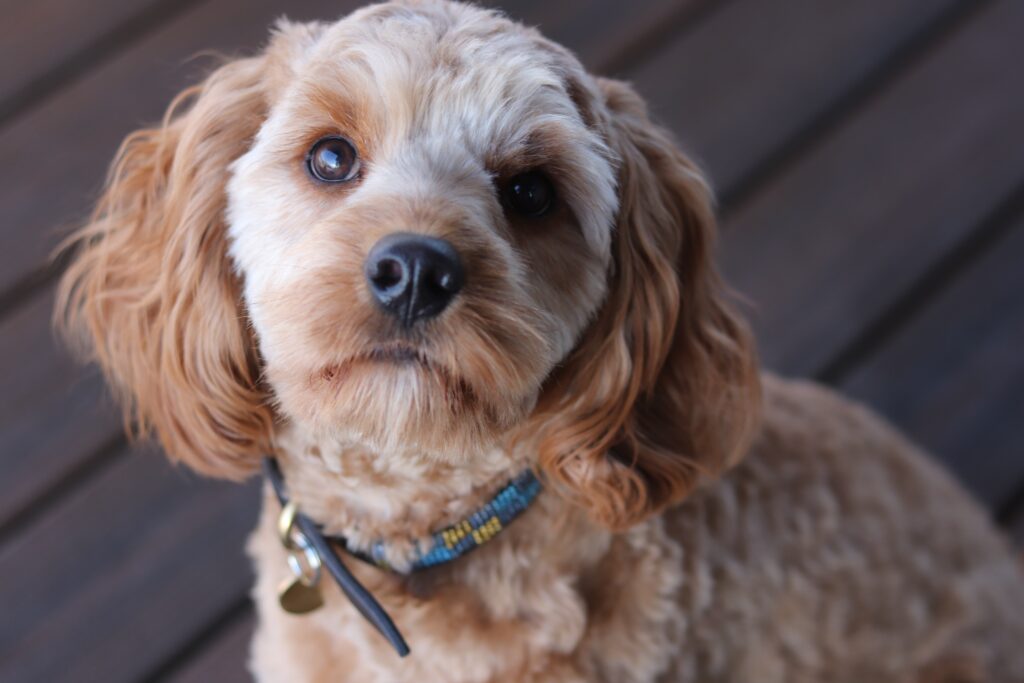 Beautiful Cavapoo Puppy in Missouri