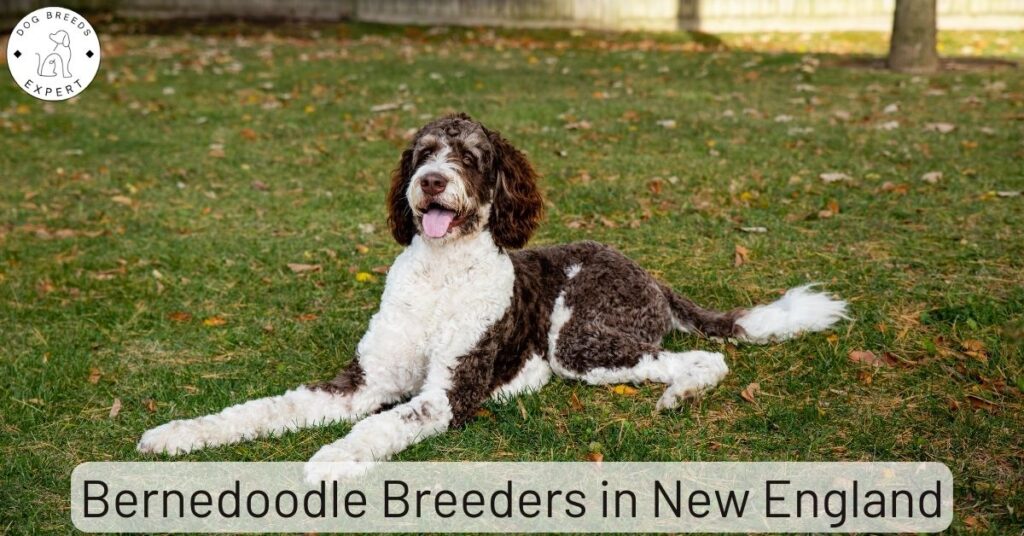 Bernedoodle Breeders in New England | List of 5 Local Breeders