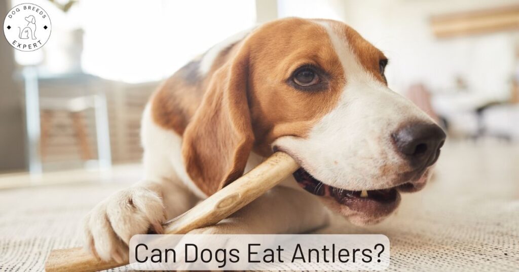 Can Dogs Eat Antlers Are They Safe For Dogs To Chew 