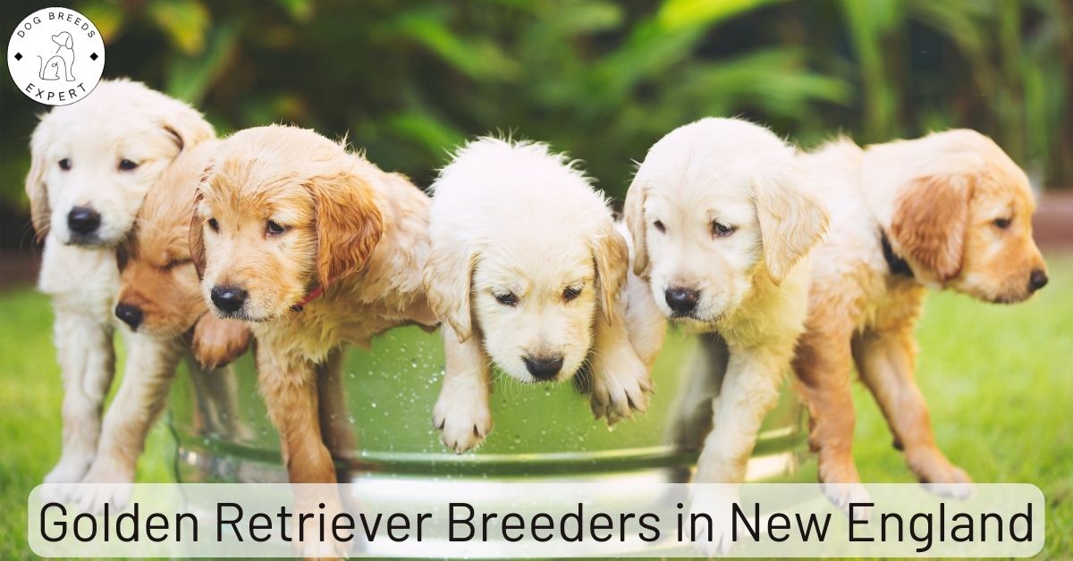 Golden Retriever Breeders in New England | List of 4 Local Breeders