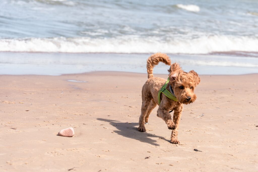 Cute Maltipoo dog in Oregon
