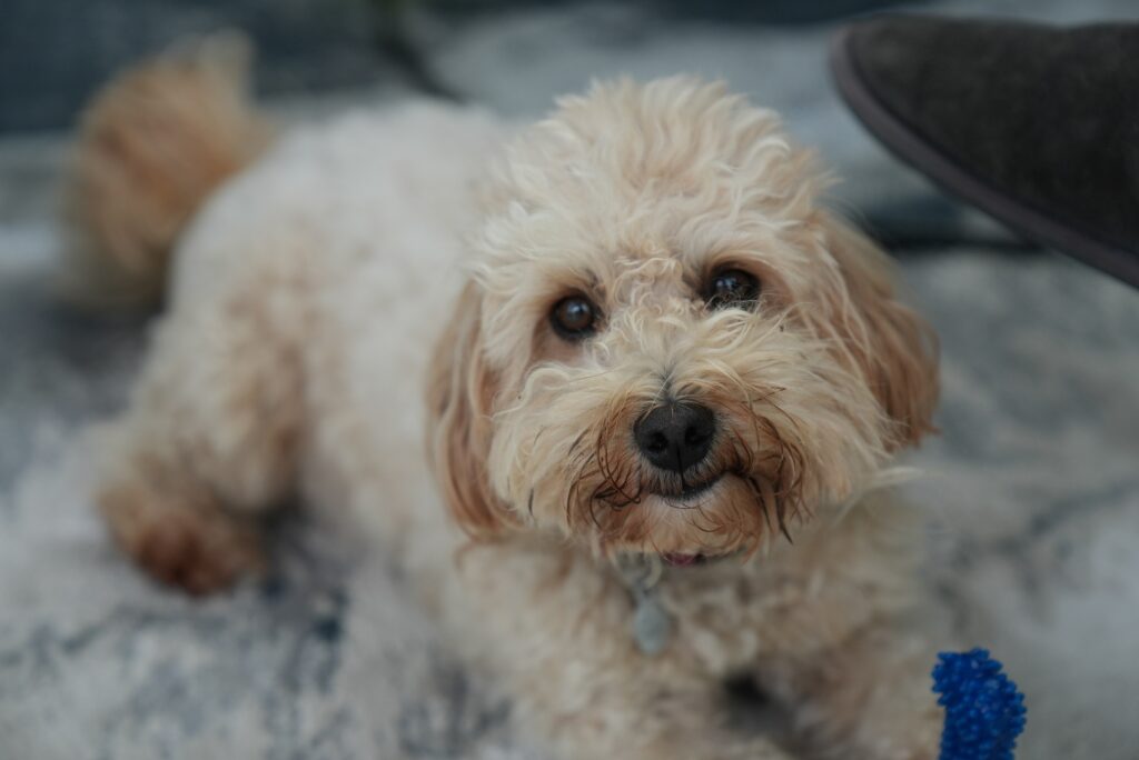 Cute Maltipoo puppy in Connecticut