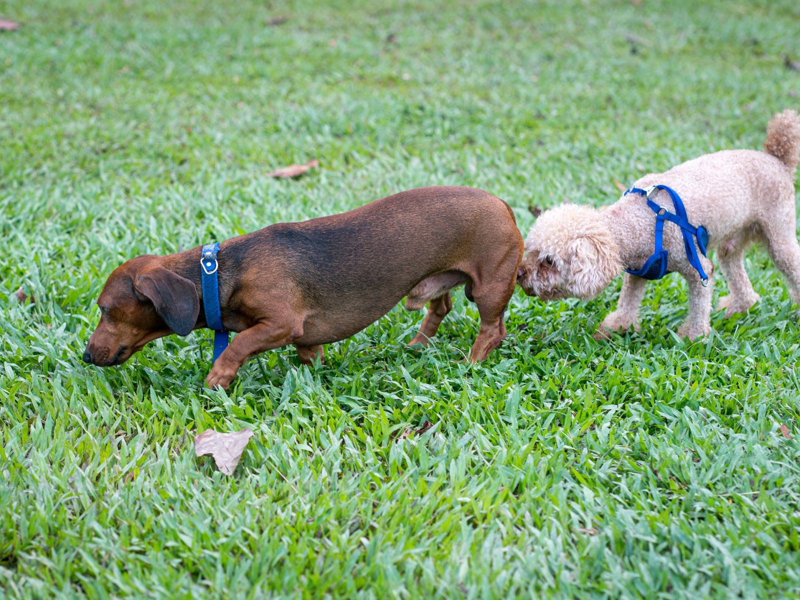 Why Do Dogs Lick Each Others Privates? [How To Get Them To Stop]