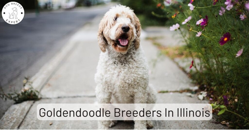 Goldendoodle Breeders In Illinois