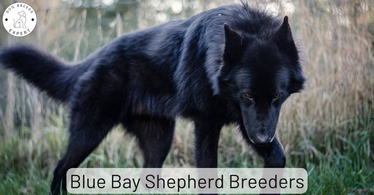 Blue Bay Shepherd Breeders