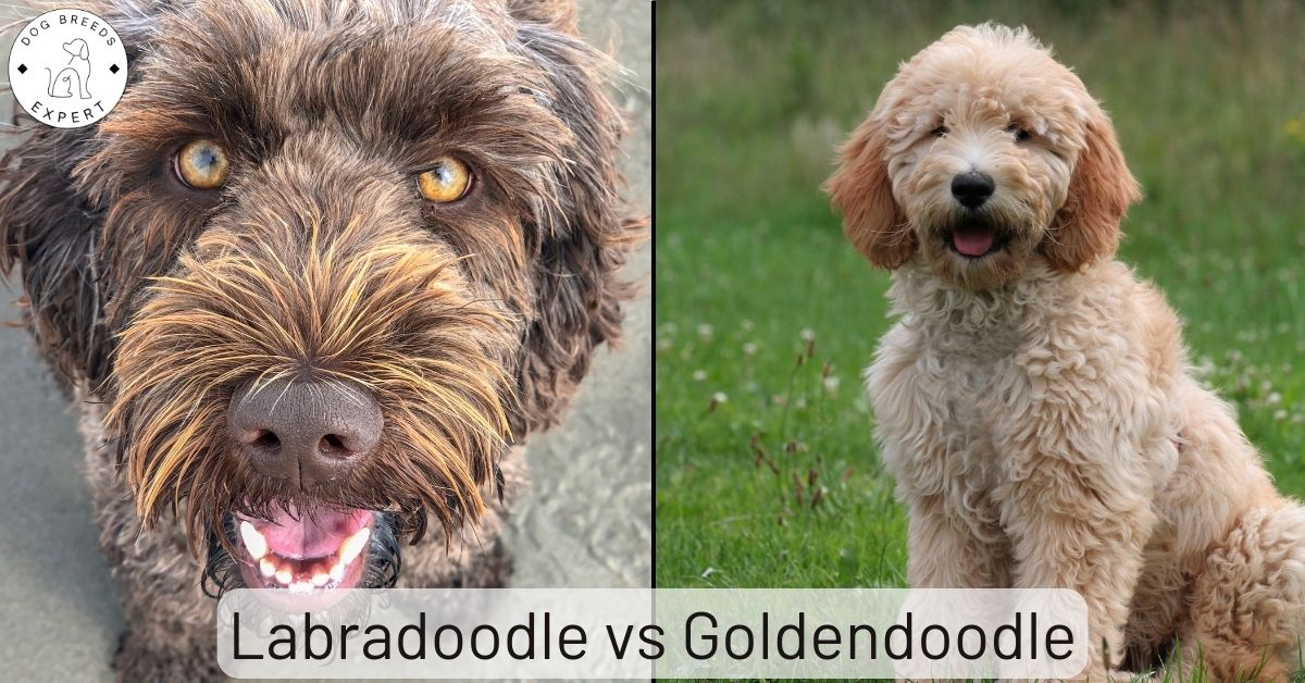 Labradoodle vs Goldendoodle Choosing Your Perfect Furry Friend