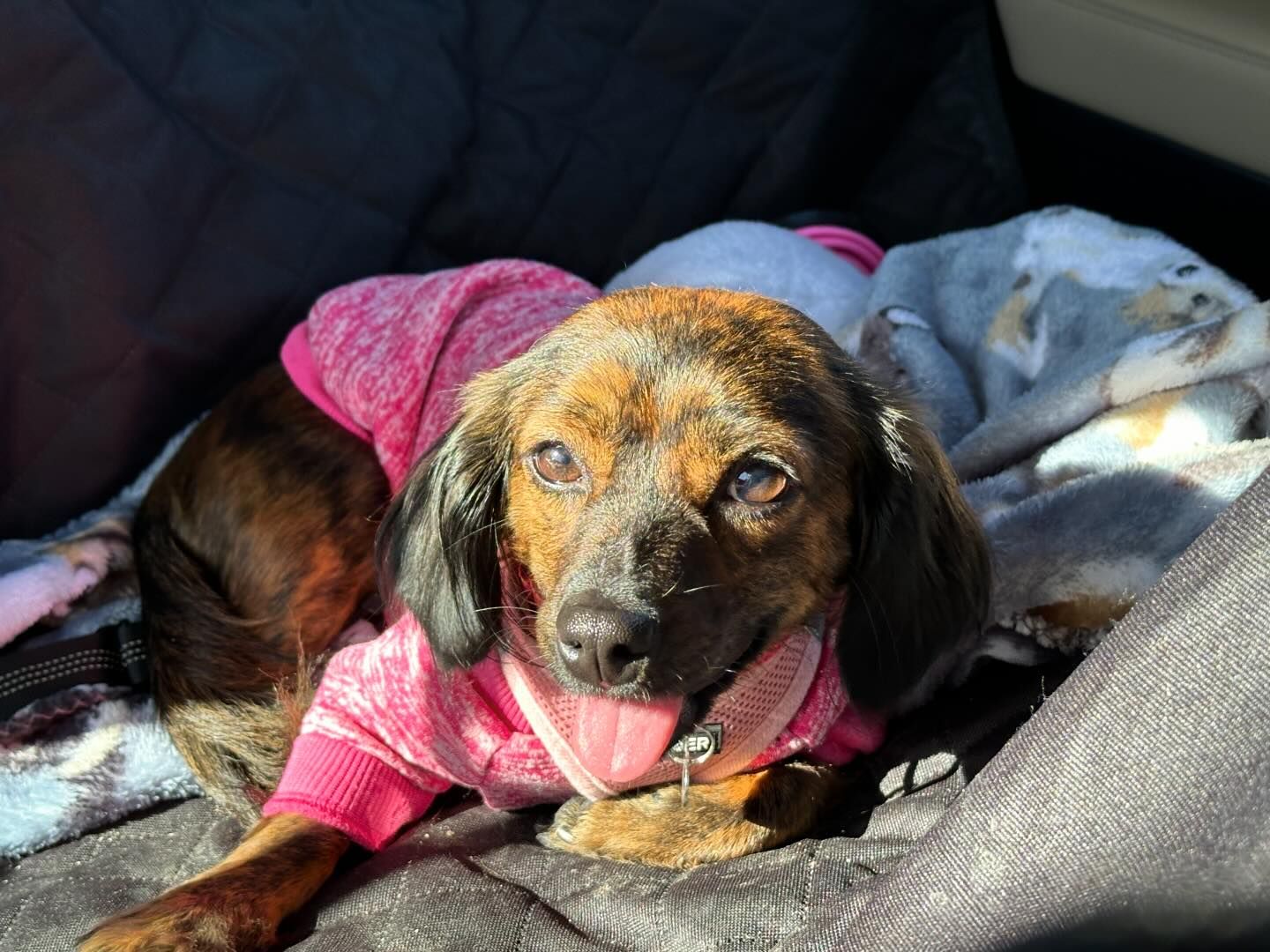 Dachshund Mixes: Discover 33 Adorable Hybrid Doxies [2024]