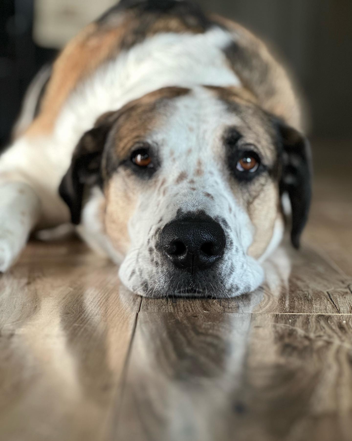 Labrador Retriever Mixes: List of the 37 Most Popular Hybrid Labs [2024]