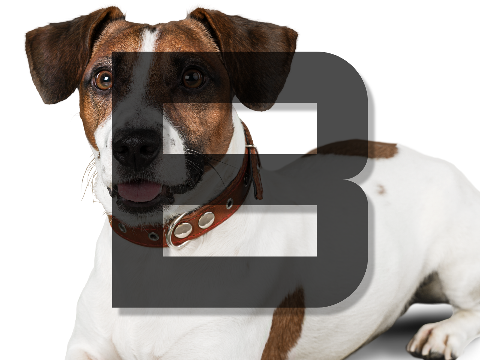 Dog Names Beginning With B 200 Brilliant Choices For Your Furry Friend dog-names-beginning-with-b-200-brilliant-choices-for-your-furry-friend