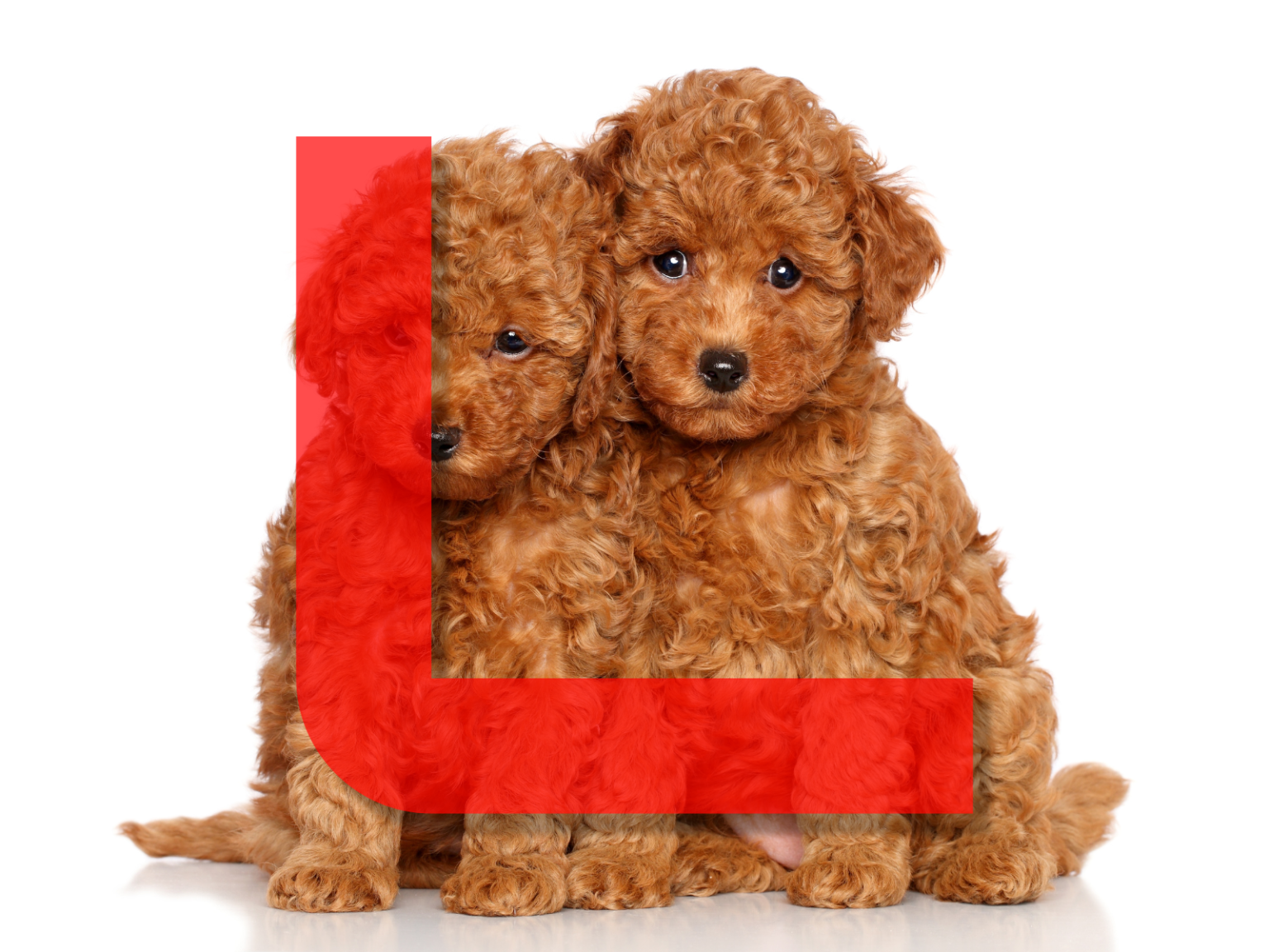 Dog Names Beginning with L: 200+ Lovable Options for Your Furry Friend