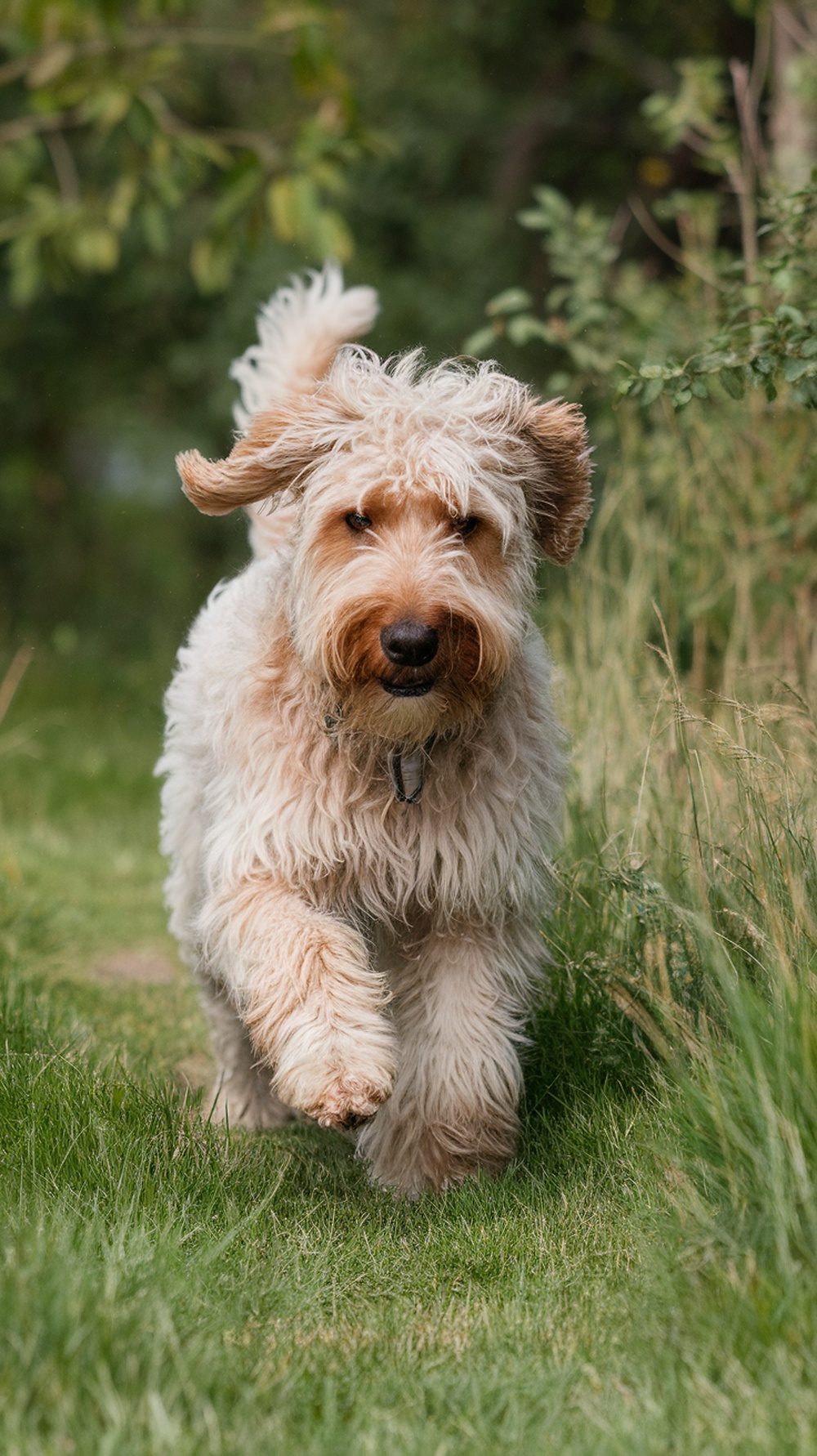 A labradoodle running through a grassy area with a curly coat.