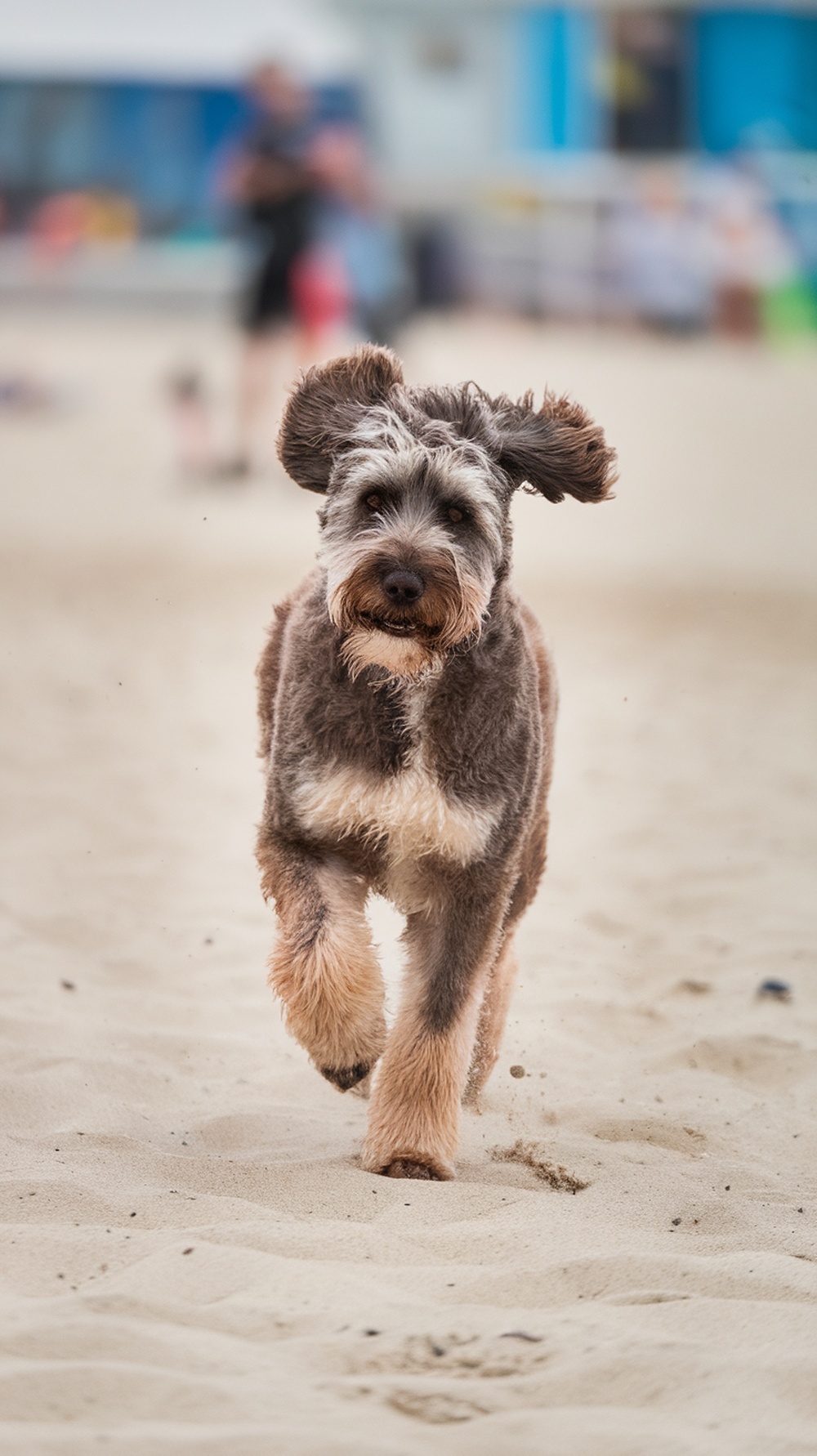 A labradoodle running on the beach, showcasing a sporty haircut.